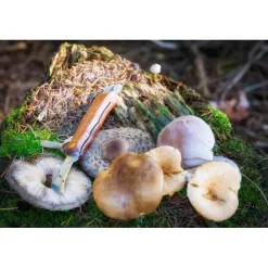New CAO Outdoor CAO Couteau à champignons