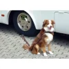 Outlet Linnepe Dog-Sitter